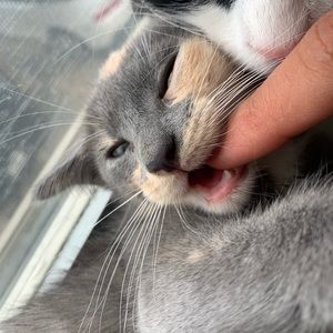 Meet your Posher, Ronndo